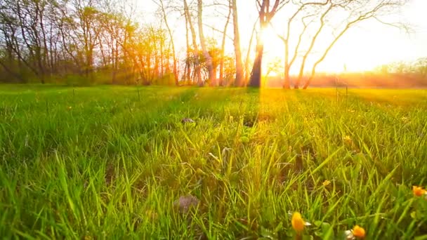 Campo Verde Primavera Cielo Nublado — Vídeos de Stock