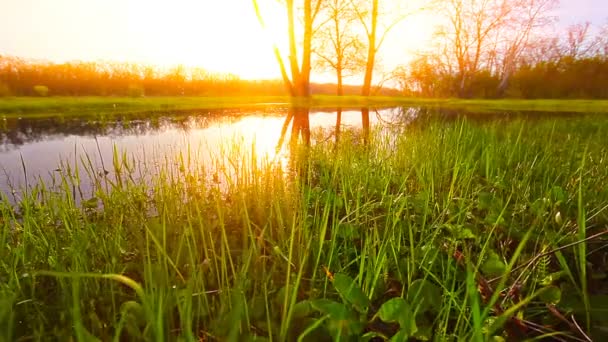 Lago Fondo Del Amanecer Bosque — Vídeo de stock