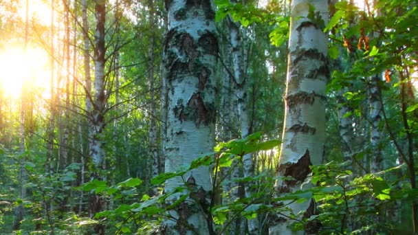 Nyírfa Erdő Időeltolódás Naplemente Háttér — Stock videók