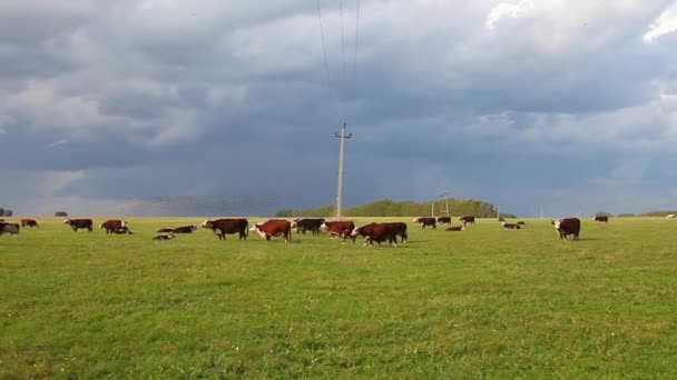 Un oído de vacas en un prado — Vídeos de Stock