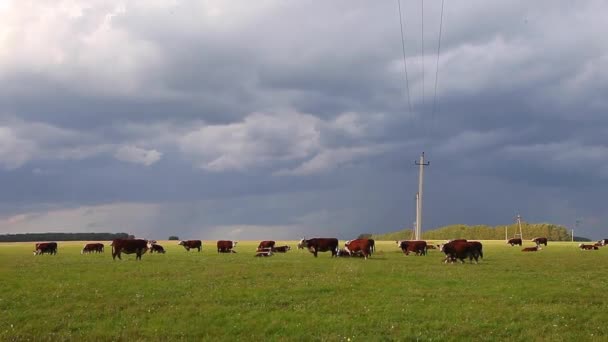 Una manada de vacas en el prado con línea eléctrica — Vídeos de Stock