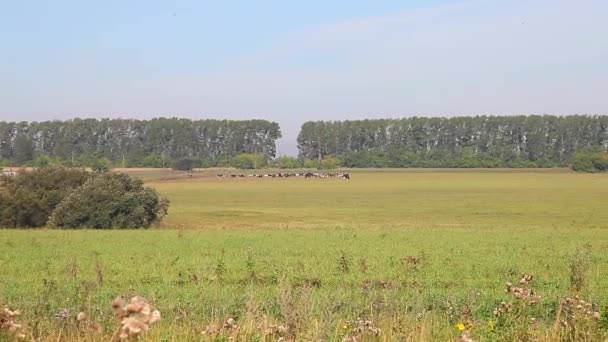 Стадо коров на поле — стоковое видео