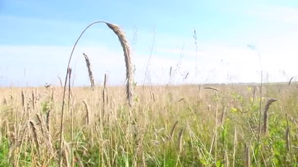 Barley field to the horizon — Stock Video