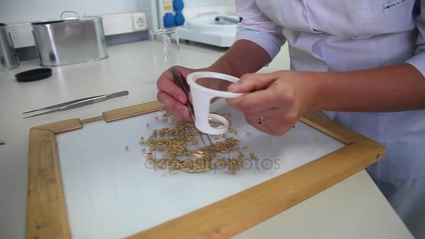 Pesquisa de grãos em laboratório — Vídeo de Stock