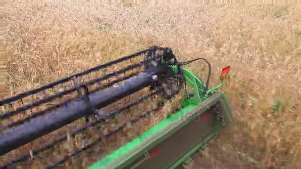 Combine harvester mows barley — Stock Video