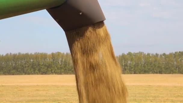 Carregamento de grãos na carroçaria do carro — Vídeo de Stock