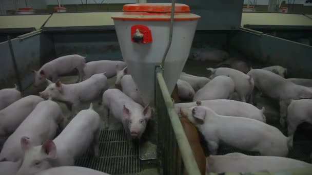 Veel jonge varkens in de kooi — Stockvideo