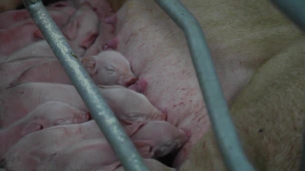 Newborn piglets and sow — Stock Video