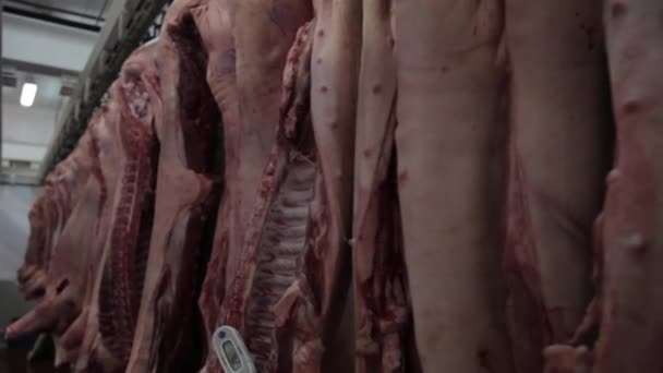 Carne de porco no frigorífico — Vídeo de Stock