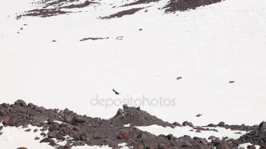 dağlarda bir kartal