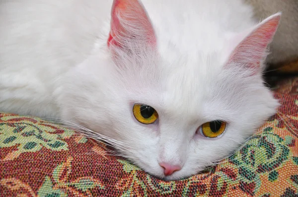 Gato blanco esponjoso — Foto de Stock