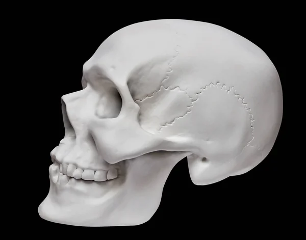 Human skull on black background — Stock Photo, Image