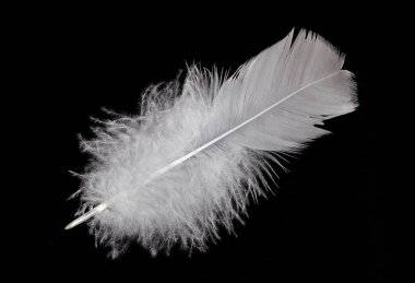 Kuş tüyü beyaz