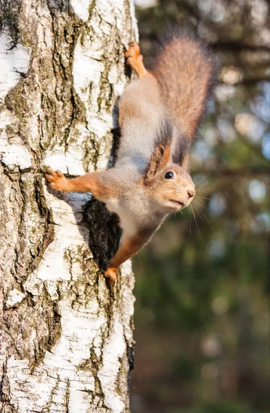 나무에 앉아 있는 붉은 다람쥐 — 스톡 사진
