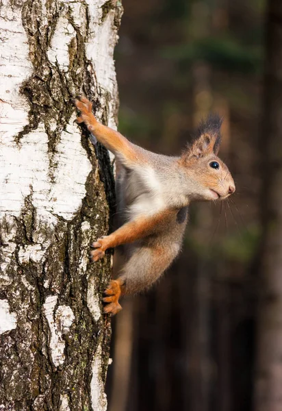 Écureuil roux posant sur le bouleau — Photo