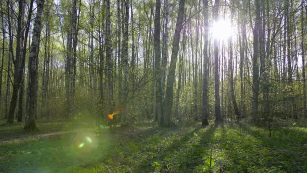 Summer forest. The panorama moves with beautiful highlights. Moscow. — Stock Video