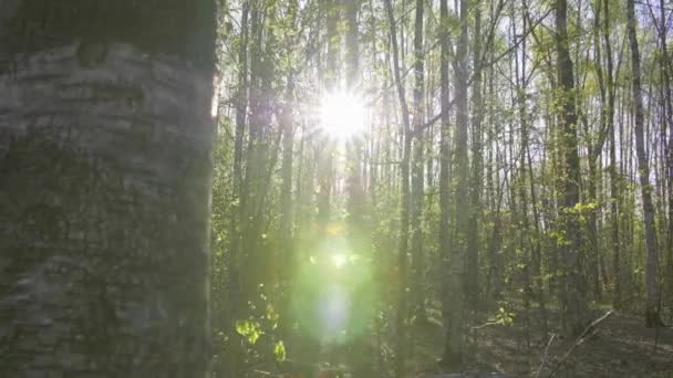 Summer forest. The panorama moves with beautiful highlights. Moscow. — Stock Video