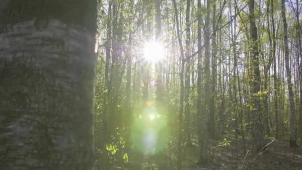 forêt d'été. Le panorama se déplace avec de beaux moments forts. Moscou .