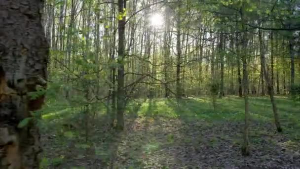 Forêt d'été. Le panorama se déplace avec de beaux moments forts. Moscou . — Video