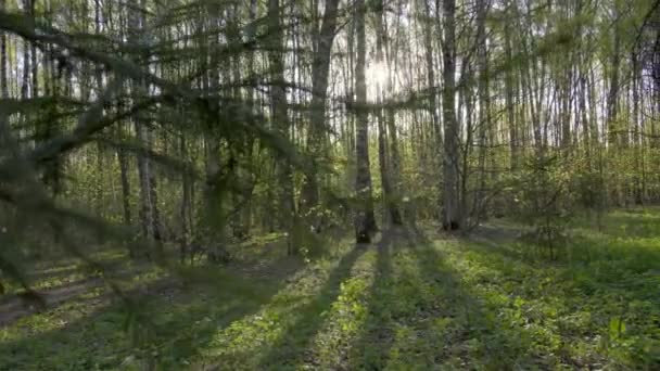 Summer forest. The panorama moves with beautiful highlights. Moscow. — Stock Video