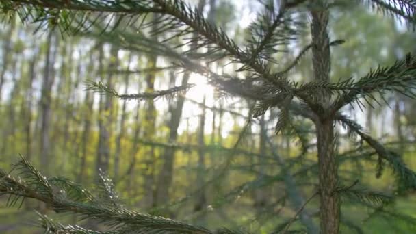 Árvore de Natal na floresta de verão. panorama se move com o brilho do sol — Vídeo de Stock