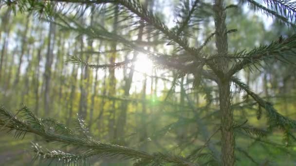 Karácsonyfa a nyári erdőben. panoráma mozog a fény a nap — Stock videók