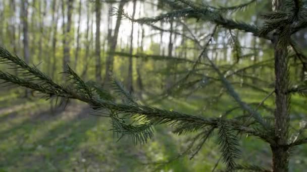 Weihnachtsbaum im Sommerwald. panorama bewegt sich im gleißenden licht der sonne — Stockvideo