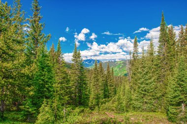 Çam ağaçları, tepeler ve mavi gökyüzü olan bir dağ ormanı..