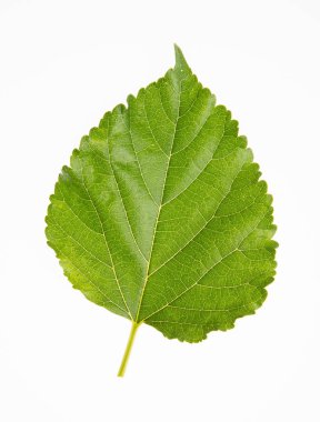 leaf or green leaf on a background clipart