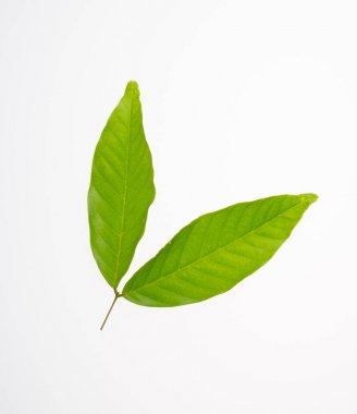 yaprak veya bir arka plan üzerinde yeşil yaprak.