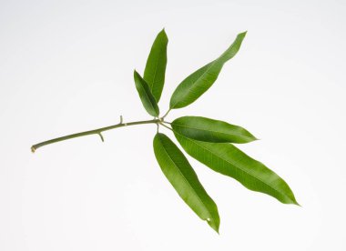 yaprak veya kabuğu mango yaprak bir arka plan üzerinde.