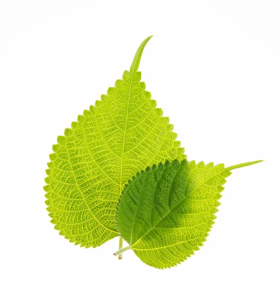 Leaf or green leaf on a background. — Stock Photo, Image