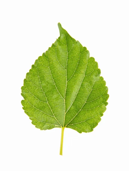 Leaf Green Leaf Background — Stock Photo, Image