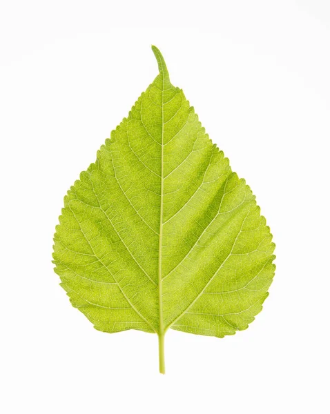 Leaf or green leaf on a background. — Stock Photo, Image