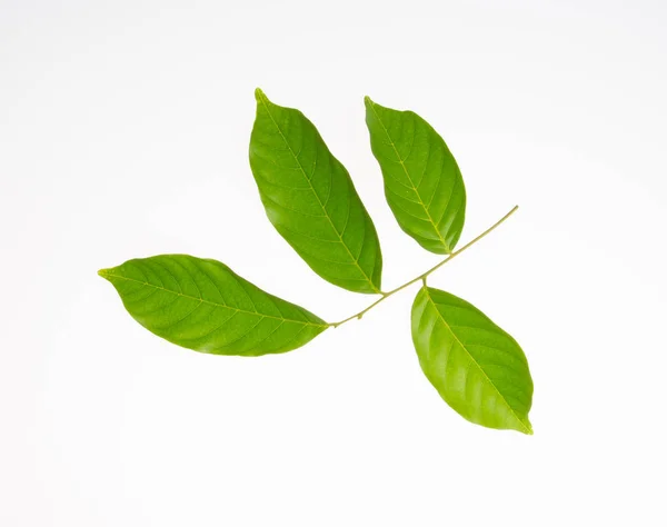 Leaf Green Leaf Background — Stock Photo, Image