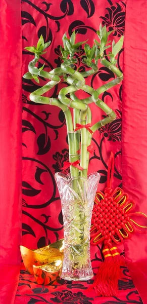 bamboo plant or lucky bamboo on a background