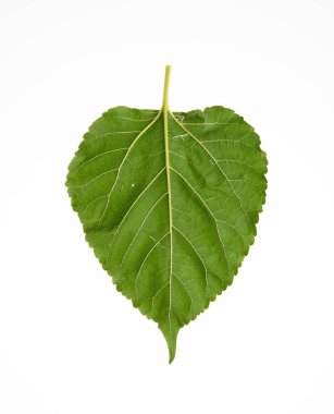 yaprak veya bir arka plan üzerinde yeşil yaprak