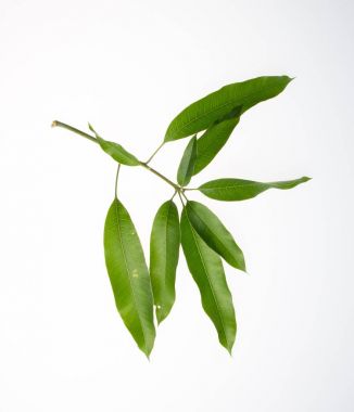 yaprak veya kabuğu mango yaprak bir arka plan üzerinde