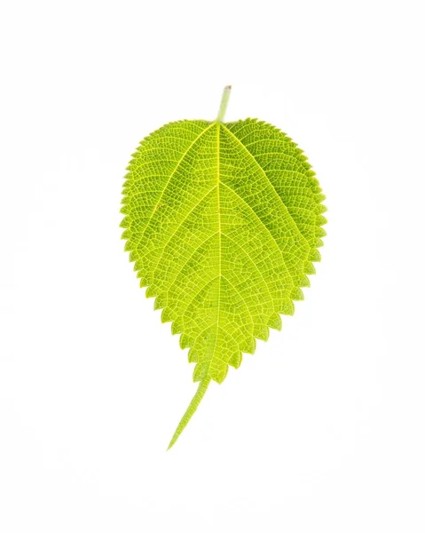 Leaf Green Leaf Background — Stock Photo, Image