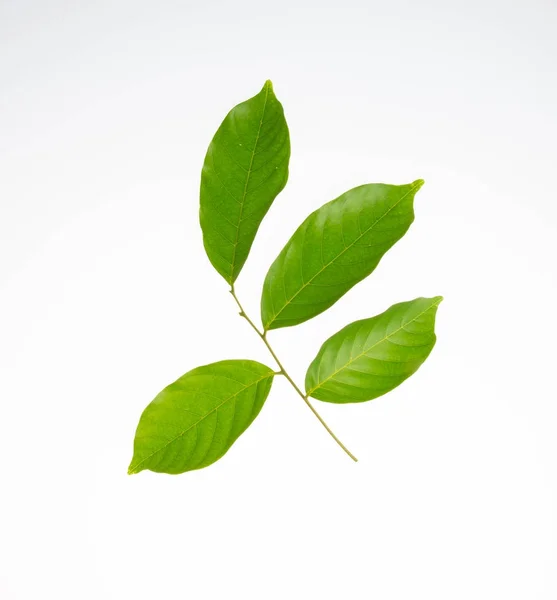 Leaf Green Leaf Background — Stock Photo, Image