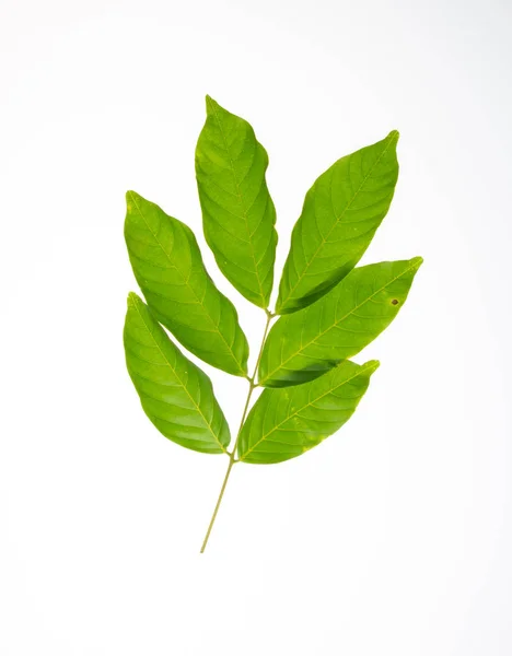 Leaf Green Leaf Background — Stock Photo, Image