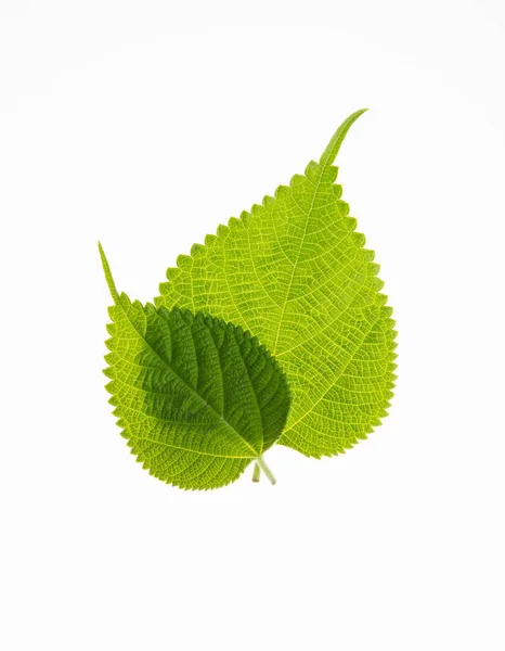 Leaf Green Leaf Background — Stock Photo, Image