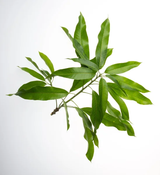 leaf or peel mango leaf on a background