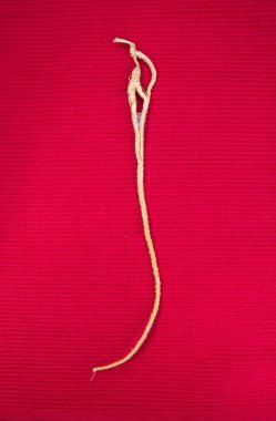 Ginseng. arka planda ginseng