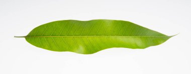 yaprak veya mango yaprak bir arka plan üzerinde.