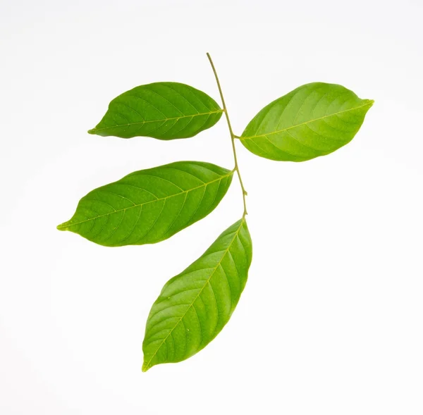 Leaf or green leaf on a background. — Stock Photo, Image