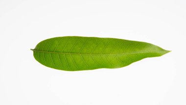 yaprak veya mango yaprak bir arka plan üzerinde