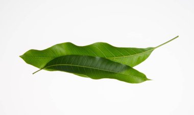 yaprak veya bir arka plan üzerinde yeşil yaprak