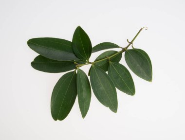 yaprak veya bir arka plan üzerinde yeşil yaprak