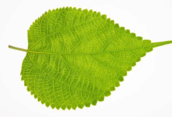 Leaf or green leaf on a background. — Stock Photo, Image